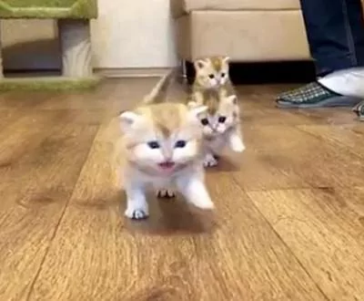 小奶猫竖着像天线一样的尾巴向你走来 “121 121” 你准备好了吗?