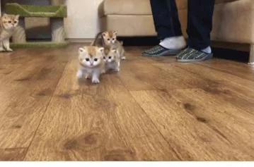 小奶猫竖着像天线一样的尾巴向你走来 “121 121” 你准备好了吗?