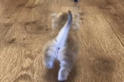 小奶猫竖着像天线一样的尾巴向你走来 “121 121” 你准备好了吗?