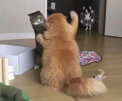 狗狗目睹了两只猫打架的场景 吓坏了 呆在原地不敢动!