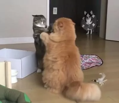 狗狗目睹了两只猫打架的场景 吓坏了 呆在原地不敢动!