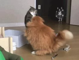 狗狗目睹了两只猫打架的场景 吓坏了 呆在原地不敢动!