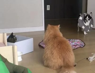 狗狗目睹了两只猫打架的场景 吓坏了 呆在原地不敢动!