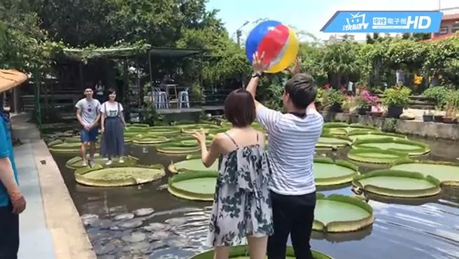 桃园康庄莲园 夏日最美打卡点!