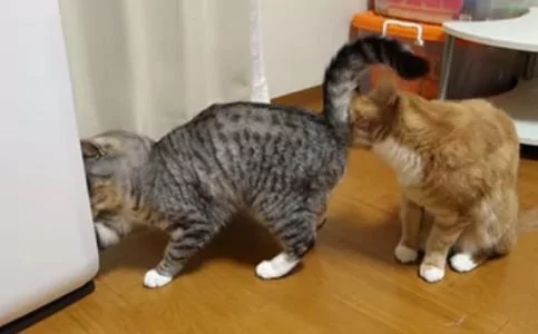 橘猫闻了闻老婆的屁屁 露出吃惊的表情:怎么会这么臭啊!
