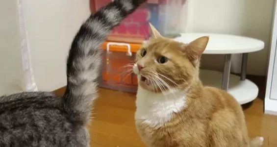 橘猫闻了闻老婆的屁屁 露出吃惊的表情:怎么会这么臭啊!