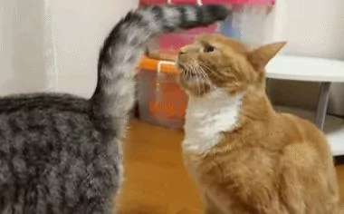 橘猫闻了闻老婆的屁屁 露出吃惊的表情:怎么会这么臭啊!