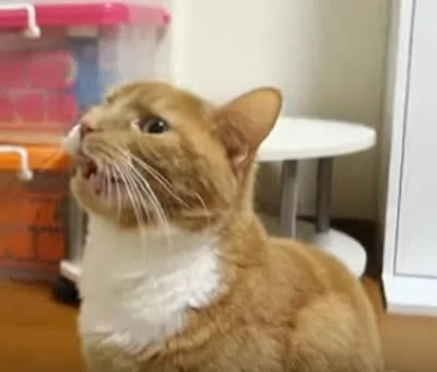 橘猫闻了闻老婆的屁屁 露出吃惊的表情:怎么会这么臭啊!