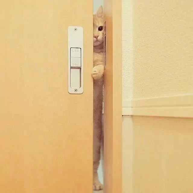 猫咪探着可爱的小脑袋 瞪着圆圆的眼睛偷看主人 样子真是超萌啊!