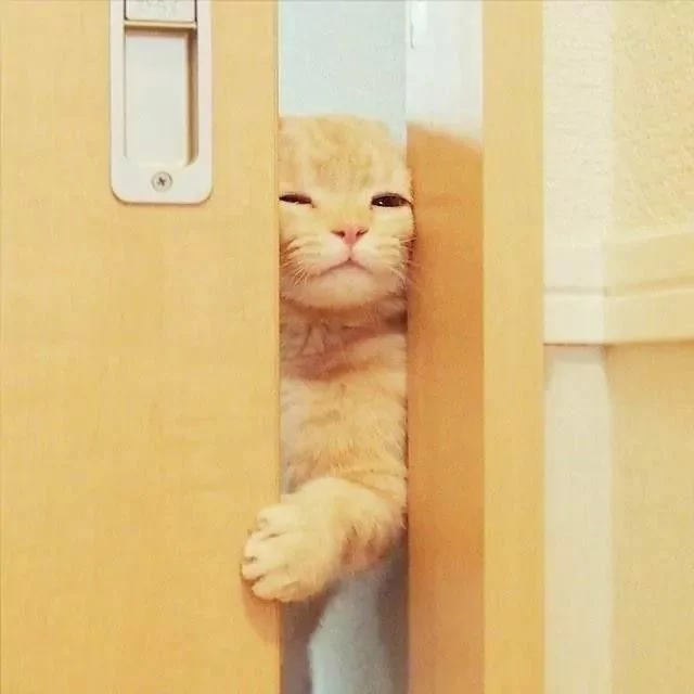 猫咪探着可爱的小脑袋 瞪着圆圆的眼睛偷看主人 样子真是超萌啊!