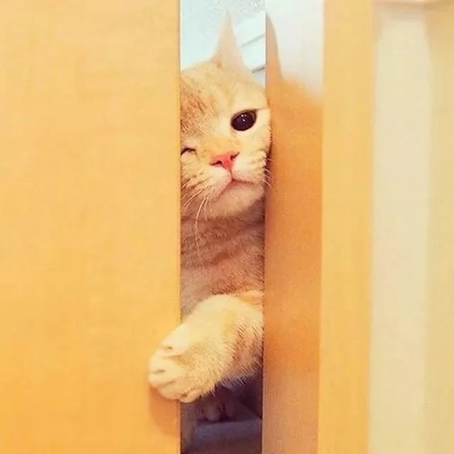 猫咪探着可爱的小脑袋 瞪着圆圆的眼睛偷看主人 样子真是超萌啊!