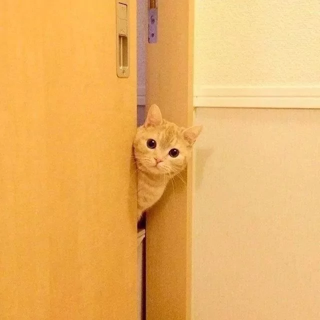 猫咪探着可爱的小脑袋 瞪着圆圆的眼睛偷看主人 样子真是超萌啊!