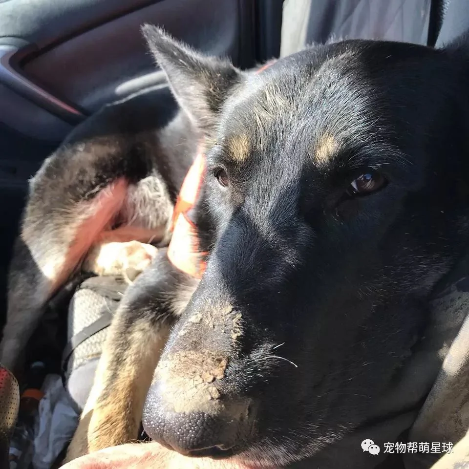 大白熊被困沼泽地 而救它的竟然是一只狗…