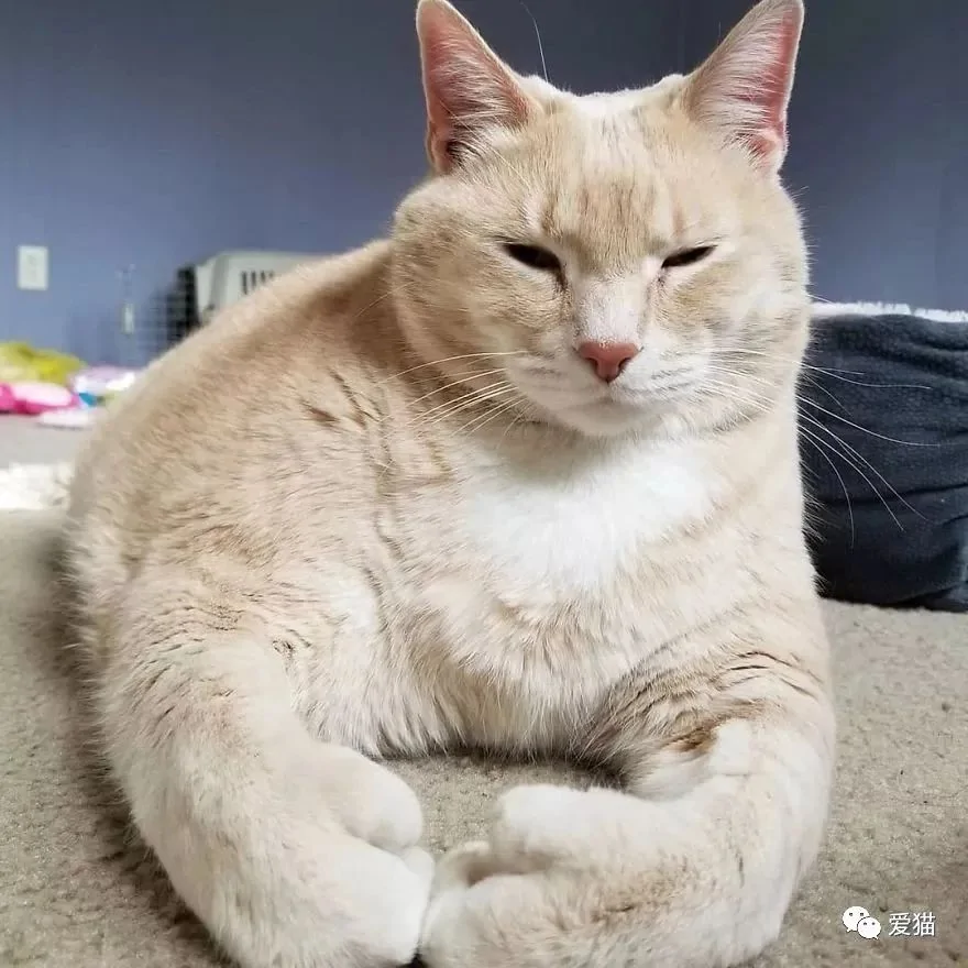 情侣想收养第3只猫 一进收容所就爱上15公斤橘猪…家里有矿吧?~