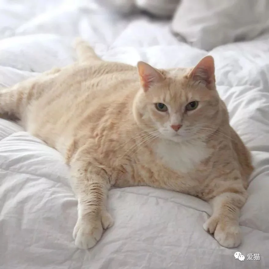 情侣想收养第3只猫 一进收容所就爱上15公斤橘猪…家里有矿吧?~