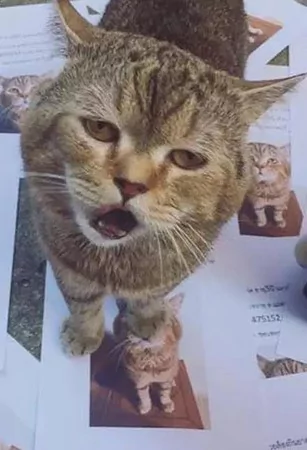朕只是去散散步!喵皇回家惊见“寻猫启事”超无言,一脸不屑怒瞪主人:这哪像偶?
