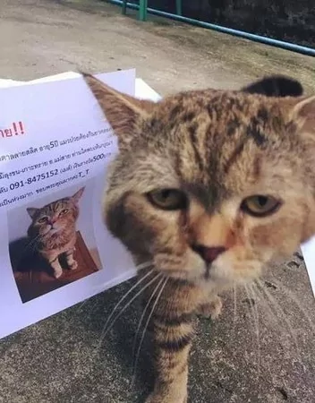 朕只是去散散步!喵皇回家惊见“寻猫启事”超无言,一脸不屑怒瞪主人:这哪像偶?