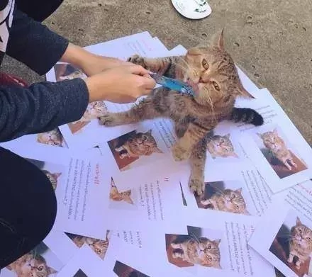朕只是去散散步!喵皇回家惊见“寻猫启事”超无言,一脸不屑怒瞪主人:这哪像偶?