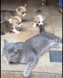 这群“勇者柯基宝宝”的胆子太大了 竟敢咬着猫咪的尾巴往后拽!