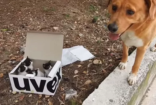 汪汪发现神秘纸箱 带回“一箱”小奶猫 狗狗自愿做守护者!