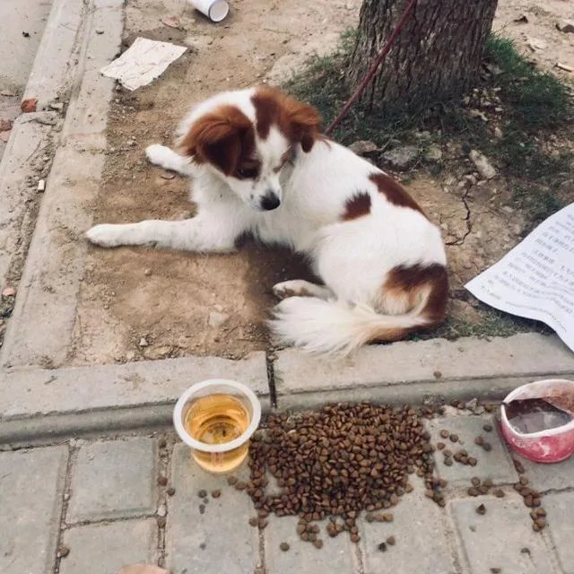 主人无奈将狗狗抛弃路边 留下食物 一张纸条说出狗狗心酸故事!