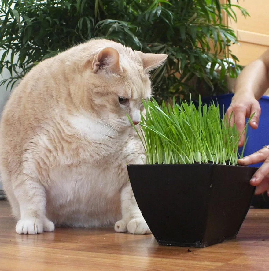 15公斤橘猫胖成球!新主人天天陪它“运动甩肉肉”:朕会努力的!