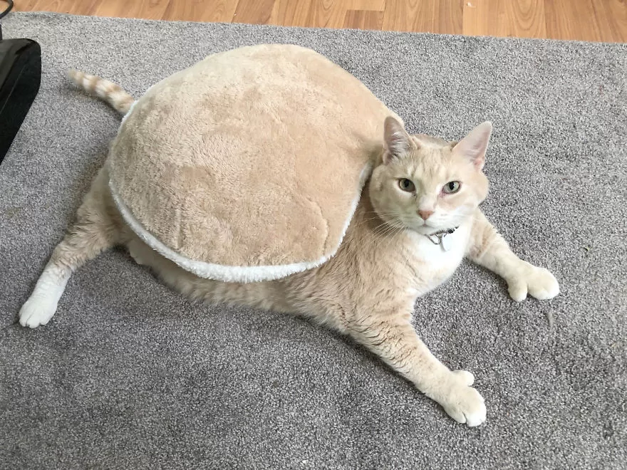 15公斤橘猫胖成球!新主人天天陪它“运动甩肉肉”:朕会努力的!