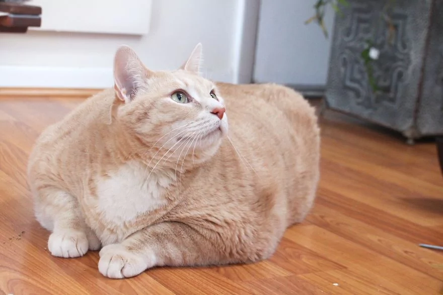15公斤橘猫胖成球!新主人天天陪它“运动甩肉肉”:朕会努力的!