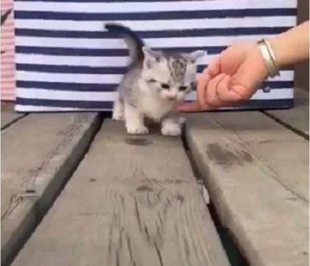 偶遇小奶猫 顺手撸猫却被赖上 网友:这碰瓷技术也是没谁了!