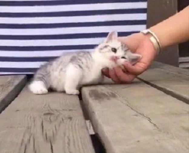 偶遇小奶猫 顺手撸猫却被赖上 网友:这碰瓷技术也是没谁了!