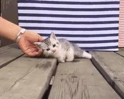 偶遇小奶猫 顺手撸猫却被赖上 网友:这碰瓷技术也是没谁了!