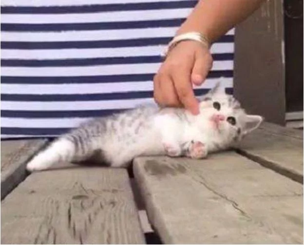 偶遇小奶猫 顺手撸猫却被赖上 网友:这碰瓷技术也是没谁了!