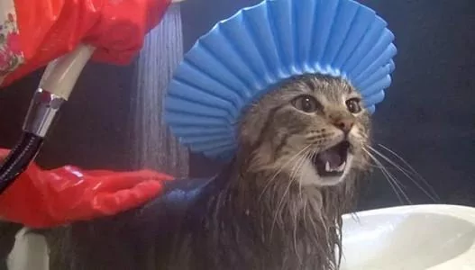 猫咪不习惯戴着帽子洗澡 一直叨叨絮絮的 主人拿出小零食才安静!