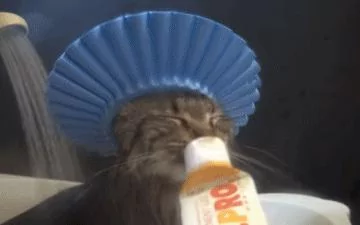 猫咪不习惯戴着帽子洗澡 一直叨叨絮絮的 主人拿出小零食才安静!