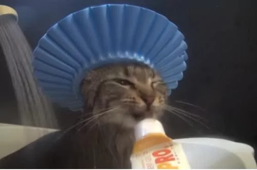 猫咪不习惯戴着帽子洗澡 一直叨叨絮絮的 主人拿出小零食才安静!