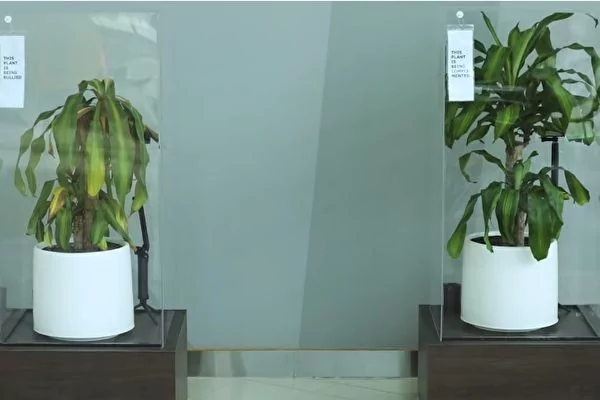 IKEA实验植物被言语霸凌和赞美 结果惊人
