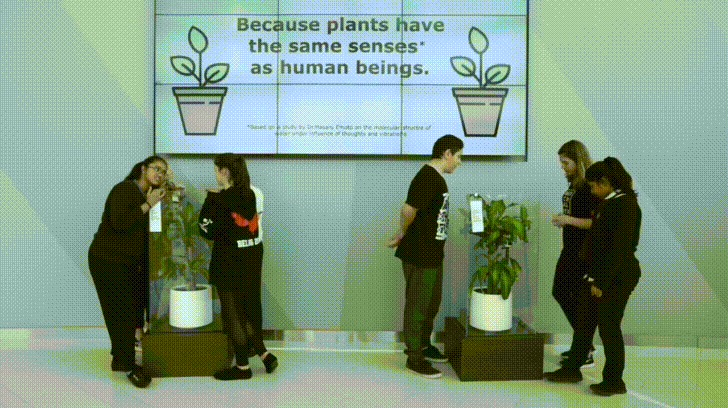 IKEA实验植物被言语霸凌和赞美 结果惊人