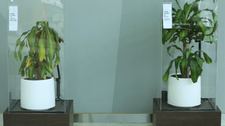 IKEA实验植物被言语霸凌和赞美 结果惊人