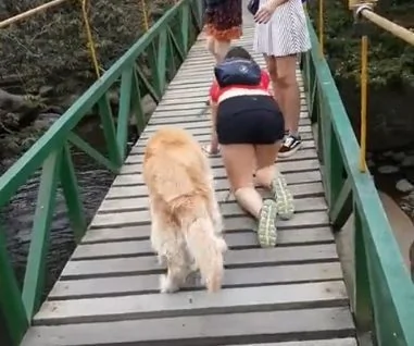 金毛恐高不敢过桥 直到暖心的主人做出一个动作…