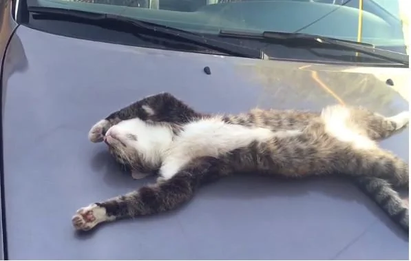 猫咪在车上熟睡 车主碰碰它小手示意它起来 猫咪的反应令网友笑喷!