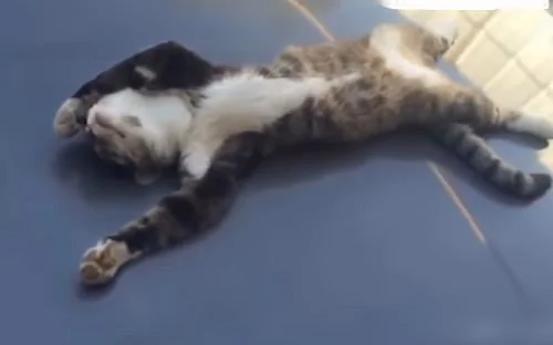 猫咪在车上熟睡 车主碰碰它小手示意它起来 猫咪的反应令网友笑喷!