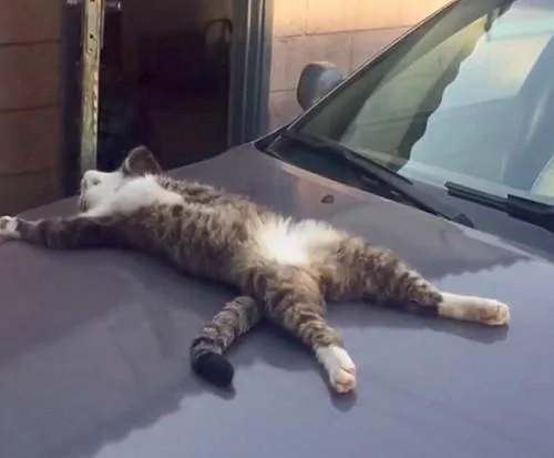 猫咪在车上熟睡 车主碰碰它小手示意它起来 猫咪的反应令网友笑喷!