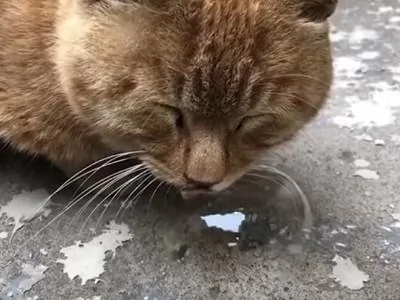 路上偶遇一只睡觉的橘猫 喂 你嘴下的泡泡是怎么回事?