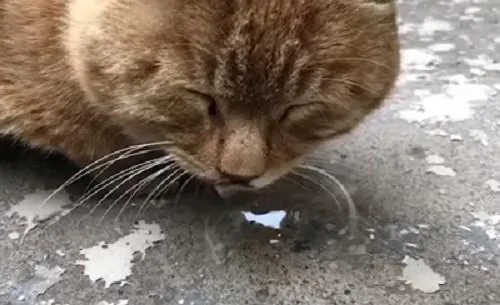 路上偶遇一只睡觉的橘猫 喂 你嘴下的泡泡是怎么回事?