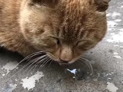 路上偶遇一只睡觉的橘猫 喂 你嘴下的泡泡是怎么回事?