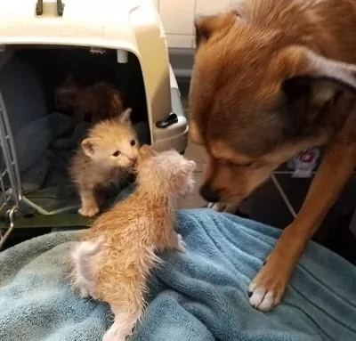 网友救下三只小奶猫 没想到它们虏获了狗狗的芳心 这个家要热闹了!