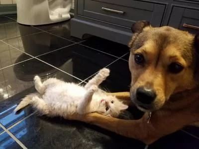 网友救下三只小奶猫 没想到它们虏获了狗狗的芳心 这个家要热闹了!