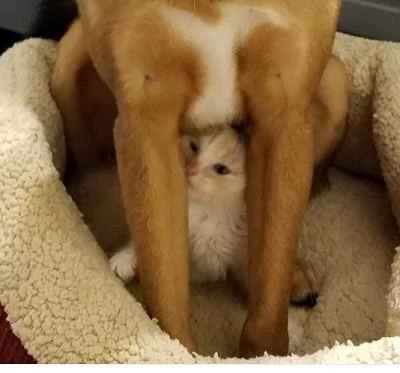 网友救下三只小奶猫 没想到它们虏获了狗狗的芳心 这个家要热闹了!
