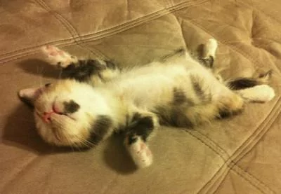 本以为只有小奶猫的睡姿怪 没想到大猫的睡姿更奇怪!