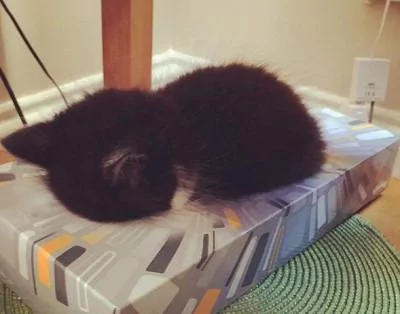 本以为只有小奶猫的睡姿怪 没想到大猫的睡姿更奇怪!